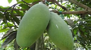 ১৩ হাজার টাকার আম গাছে,  ৬ কেজি ওজনের আম!