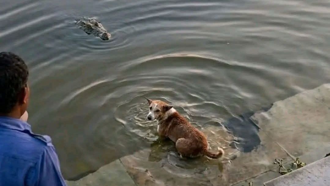 কুমিরের গালে কুকুর, সামাজিক মাধ্যমে ভুল তথ্য ছড়িয়ে বিভ্রান্তি।