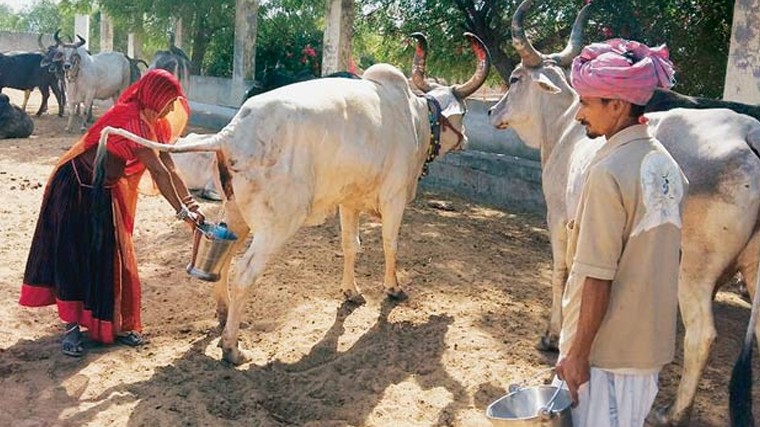 ভারতে সরকারিভাবে গোমূত্র সংগ্রহ শুরু, লিটারপ্রতি ২০ রুপি দেয়ার পরিকল্পনা