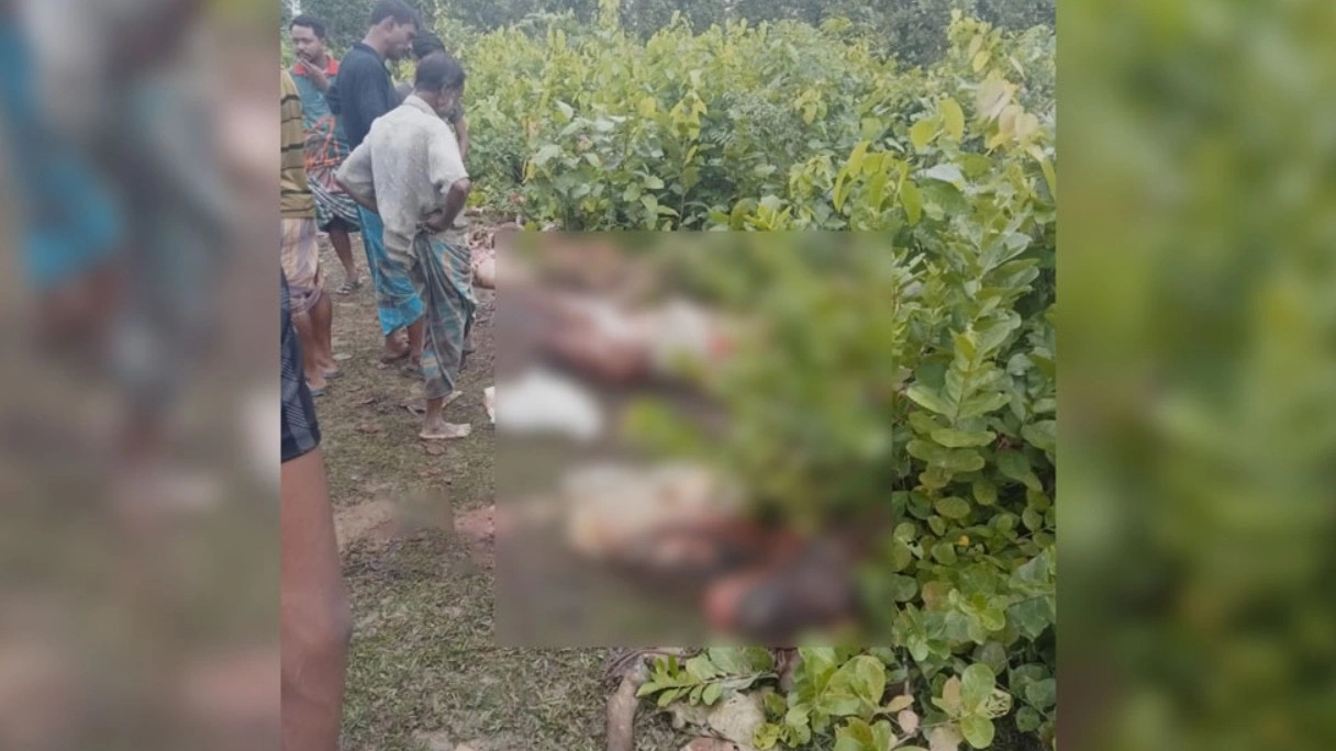 গভীর বনে ১০ ঘোড়ার মাথা ও চামড়া উদ্ধার, মাংস গেল কোথায়!
