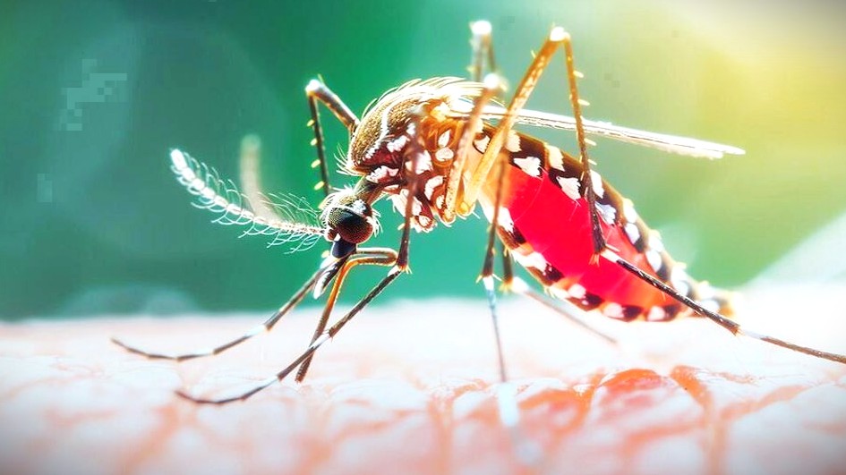 ২৪ ঘণ্টায় ডেঙ্গুতে ৭ জনের মৃত্যু, হাসপাতালে ভর্তি ১,৫৯৩