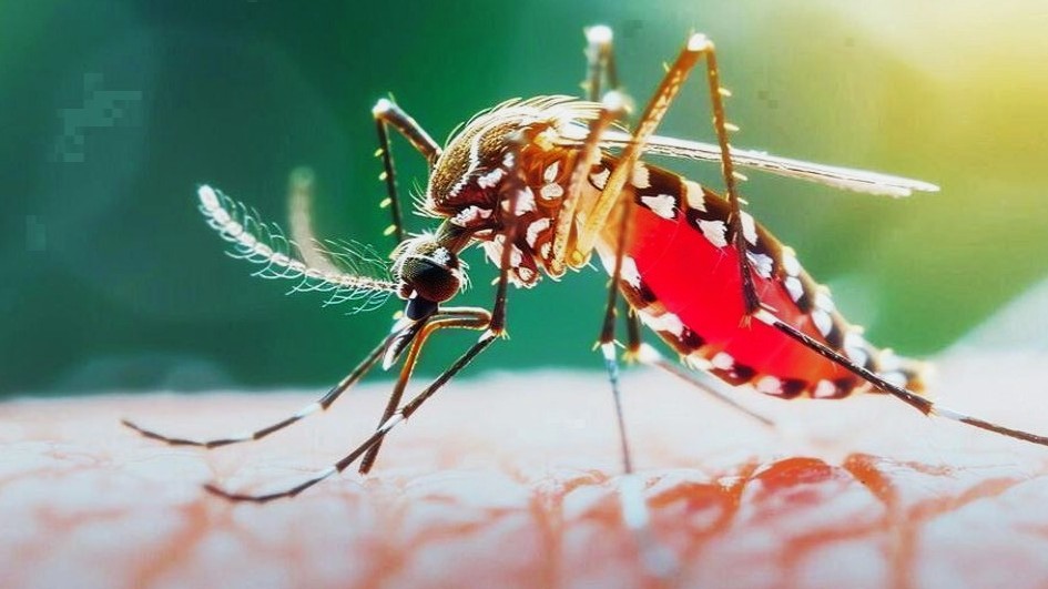 ২৪ ঘণ্টায় ডেঙ্গুতে ৫ মৃত্যু, হাসপাতালে ভর্তি ১,৮৭২