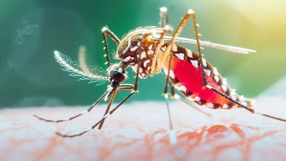 ২৪ ঘণ্টায় ডেঙ্গুতে ৩ মৃত্যু, হাসপাতালে ভর্তি ১ হাজার ৪৩২