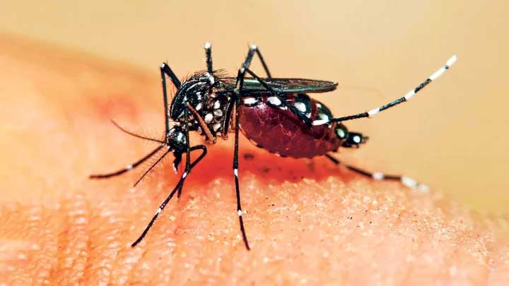 ডেঙ্গুতে একদিনে ৯ মৃত্যু, হাসপাতালে ভর্তি ১ হাজার ৯০২