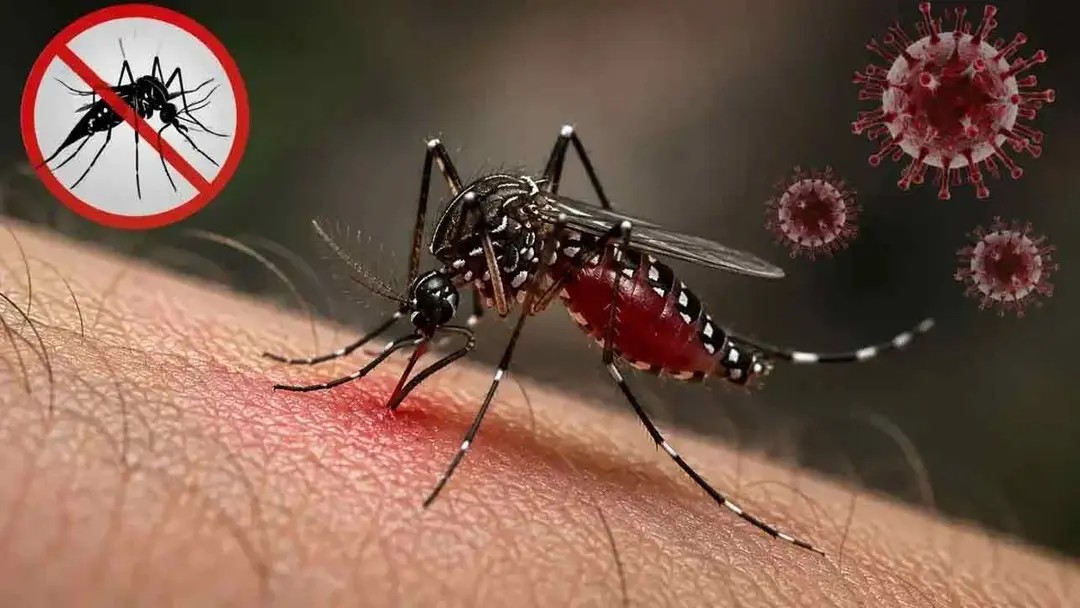 ডেঙ্গুতে মৃত্যু ৩০০ ছাড়াল, আক্রান্ত লাখের কাছাকাছি