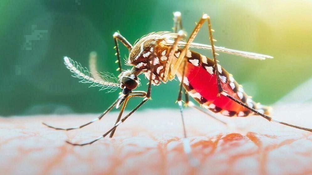 ডেঙ্গুতে এক দিনে ৬ জনের মৃত্যু, নতুন ভর্তি ২ হাজার ৮৮