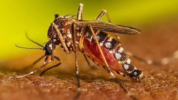 ডেঙ্গুতে একদিনে ৫ জনের মৃত্যু, হাসপাতালে ভর্তি ১ হাজার ৩৬৬